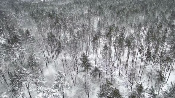 AERIAL: Frozen Winter Forest. Falling Snow