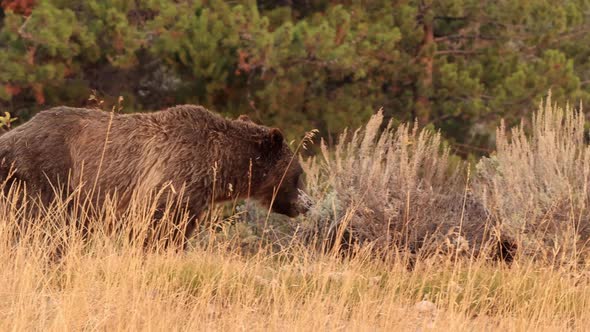 Mother Grizzly Bear and her four cubs in Grand Teton National Park alt