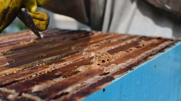 Close Up View of Beekeeper Remove Beeswax From Honeycomb with Brood Nests and Bees on It alt