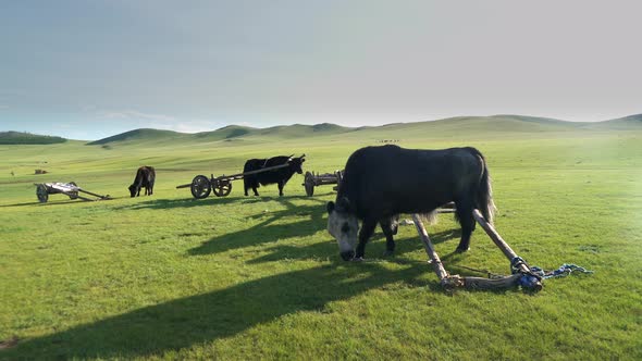 Traditional Tumbrel and Black Yak Steer in Rural Meadow alt