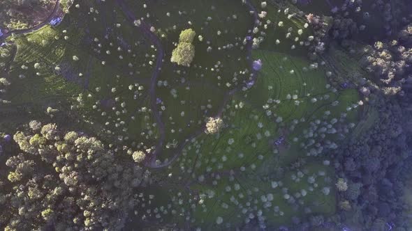 Boundless Field with Growing Tea Leaves on Tropical Highland alt