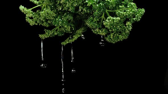 Friesian Parsley, Petroselinum crispum, with Water Splashing on Black Background, Slow Motion alt