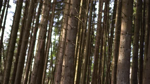 Sliding Motion of Forest Floor and Pine Tree Trunks (top right to bottom left) alt