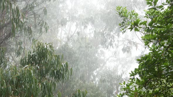 Eucalyptus Trees Foggy Misty Forest Rainy Weather Drops Haze California USA