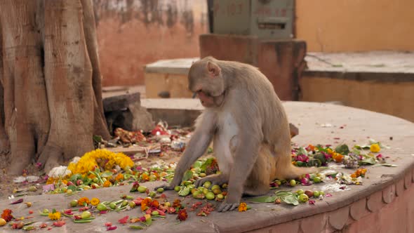 Monkey Indian Monkey Monkey Eating Fruits Garbage Indian Streets Monkeys on Indian Street alt