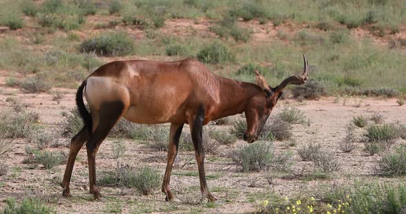 Red Hartebeest in Kalahari South Africa alt