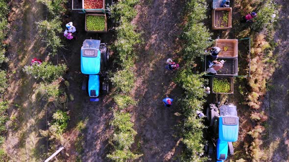Apple Harvest. Aero, Top View. Seasonal Workers Pick Ripe Apples From Trees in Farm Orchard alt