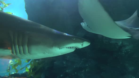 Large Shark with Sharp Teeth Swims Past Small Fish at Depth