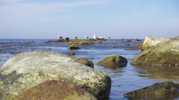  Large Stones in Calm Water on the Horizon Gulls and Ships