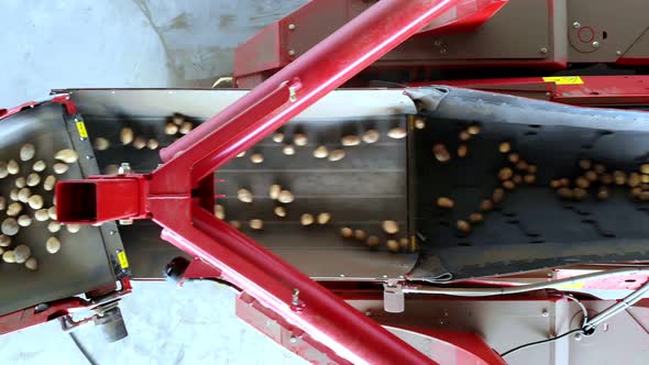 Harvesting Potatoes, Top View Potato Tubers Move on a Special Machine Tape, Automated Potato alt