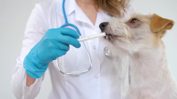 A girl in a white coat gives medicine to a Jack Russell Terrier alt