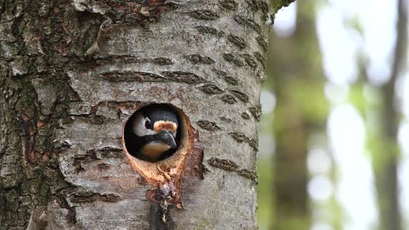 Woodpecker cleaning nest hole. Bird be peeking from home