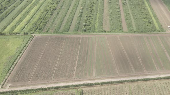 Aerial drone view flight over different agricultural fields sown in Samegrelo, Georgia alt