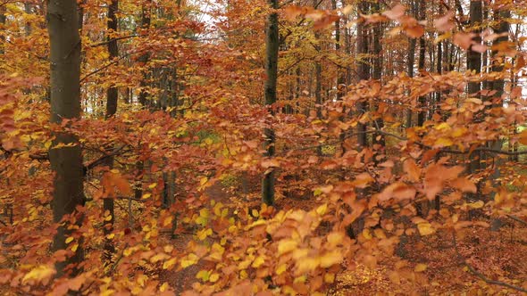 Aerial View Descending Between Colorful Trees in Autumn Wood alt