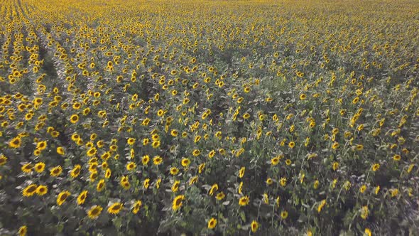 Aerial Drone View of a Sunflower Field on Sunset