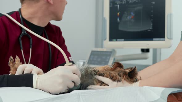 Doctor makes an ultrasound of a Yorkshire terrier puppy dog on examination in a veterinary clinic alt