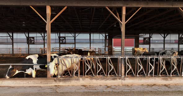 Dairy cows cattle in open air free stall barn eat silage and watch camera. Milk production industry alt