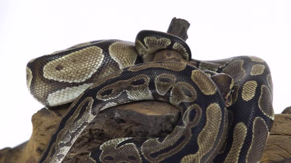 Royal Python or Python Regius on Wooden Snag in Studio Against a White Background. alt