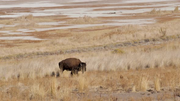 Large male American bison on Antelope Island in Utah grazing near the salt flats - slow motion alt