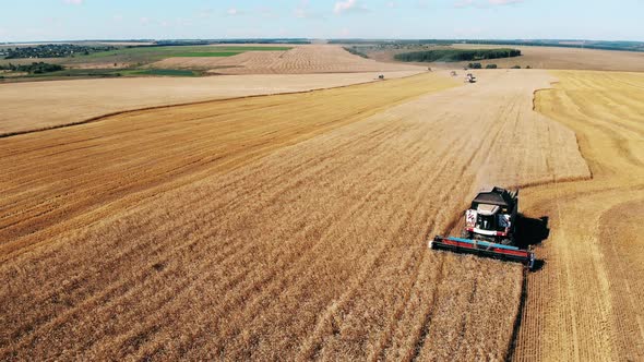 Industrial Combine Is Riding Along the Field and Collecting Wheat alt