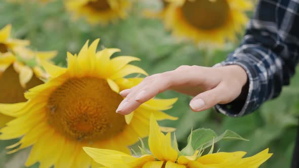 Countryside Farmer Female Walks Through a Field of Sunflowers and Runs Her Hand Over the Yellow alt