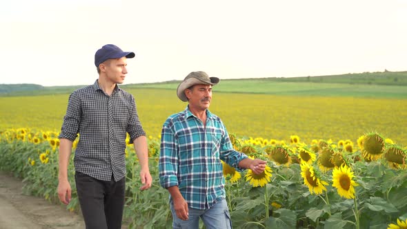 Farmers Walking in a Sunflowers Field Pointing Away alt