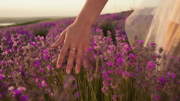 Hand of Young Woman Tenderly Holds Lavender Flowers Summer Sunset