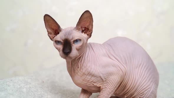 Canadian Sphynx alt