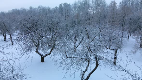 Winter city garden.  Trees in the snow. Flying over a snow-covered park. Aerial photography. alt