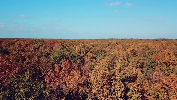 Aerial view of the autumn forest and the wind shaking the top of the trees outdoors. alt