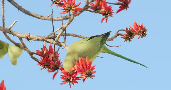 A 4k footage of a green Parrot that drinks nectar from blooming red flowers