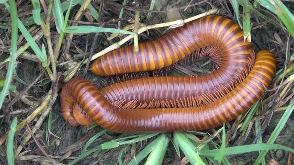 Pair of Rusty Millipedes (Trigoniulus corallinus) mating together on a lawn in Thailand alt