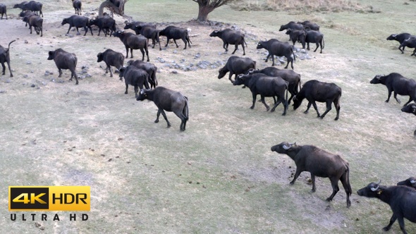 Buffalo Herd Drone Video