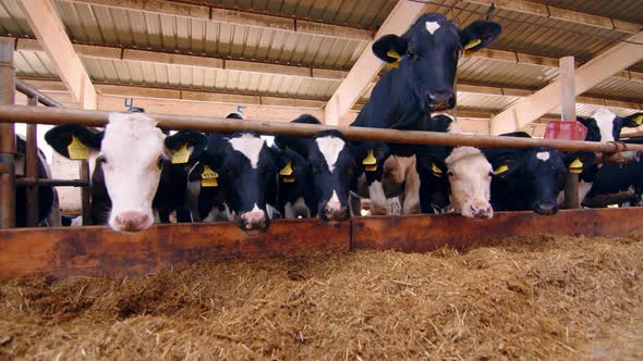 Breeding of Cattle. Cows in a Cowshed Eating Hay on a Farm Close Up. Livestock Farm and Agriculture. alt