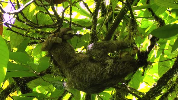 Female Sloth with its Baby Stretching and Eating on a Branch