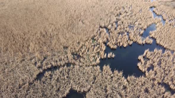 Beautiful aerial view of drone, nature lake dry reeds. Flight up.