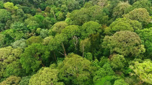 Aerial forward flight over tropical Rainforest