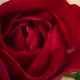 Top View of the Blossoming Petals of a Red Rose Flower Closeup in Timelapse Shooting - VideoHive Item for Sale