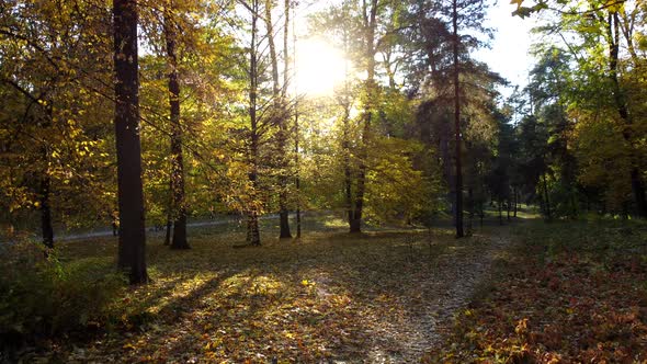 Aerial Drone View Autumn Forest with Sun Shining Through Tree Branches alt