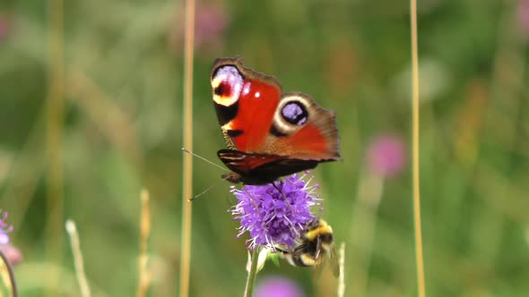 Peacock butterfly feeding on devil's bit scabious plant in a wildflower Meadow. alt