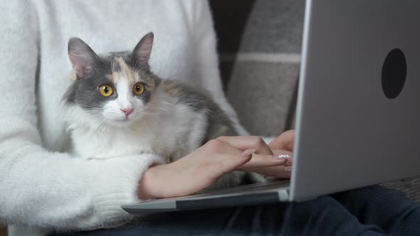 Cat By Chatting Girl alt