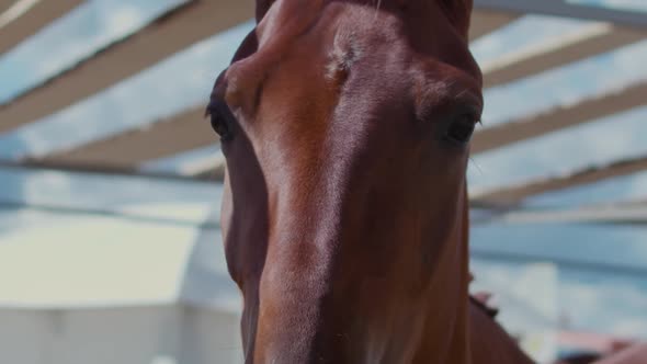Extreme close-up of a light brown horse