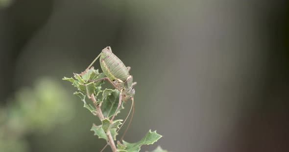 Green Bush-Cricket Tettigonia Viridissima In Forest At Serra de Aire e Candeeiros, Leiria Portugal