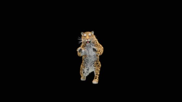 81 Leopard Jumping Down HD alt