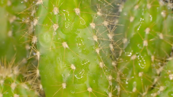 Cactus alt