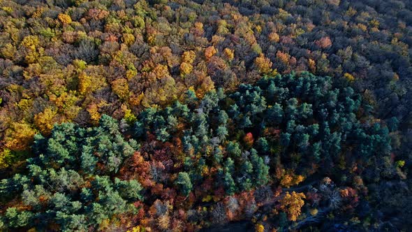 Forest with Red and Yellow Trees Aerial Top View alt