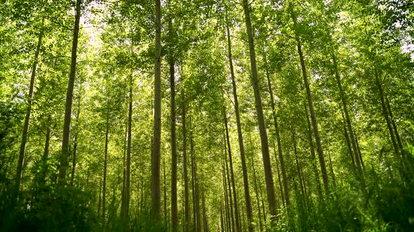 Forest tree tops in Summer