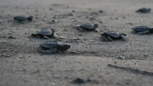 Atlantic Ridley Sea Baby Turtles Crossing the Beach