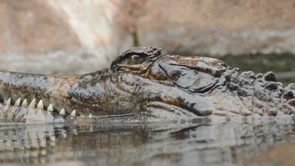 Head of Tomistoma in the River alt