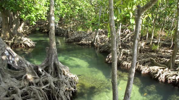 Mangrove and crystal clear water canal at Tha Pom Klong Song Nam mangrove, Krabi, Thailand